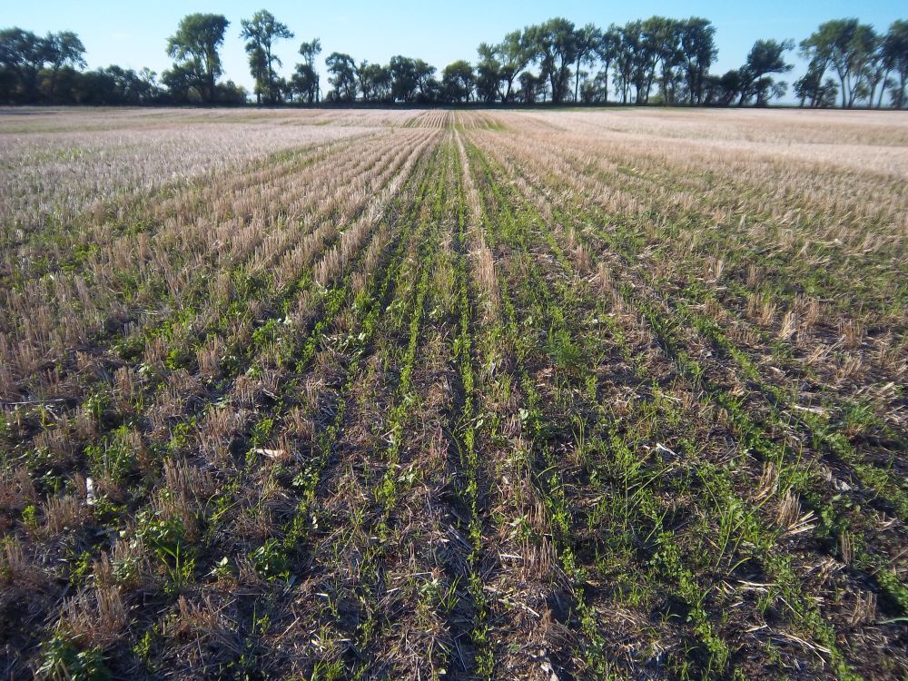 Alfalfa in ND June 2015