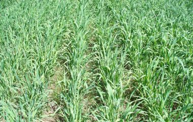 Slot seeding