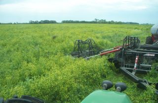 Read more about seeding into yellow clover